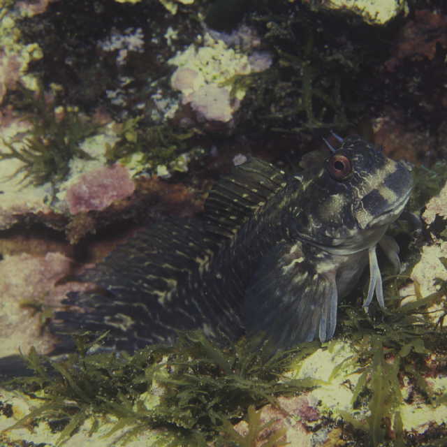 Istiblennius enosimae